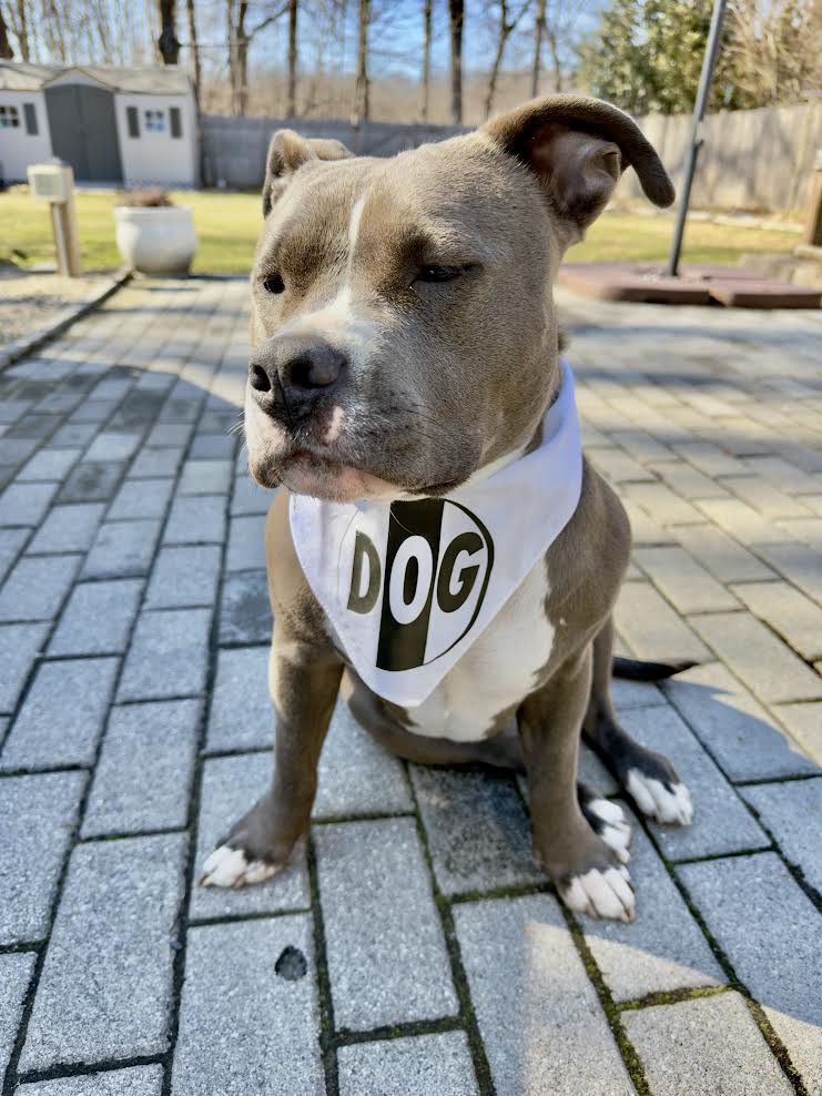 "DOG" Bandana