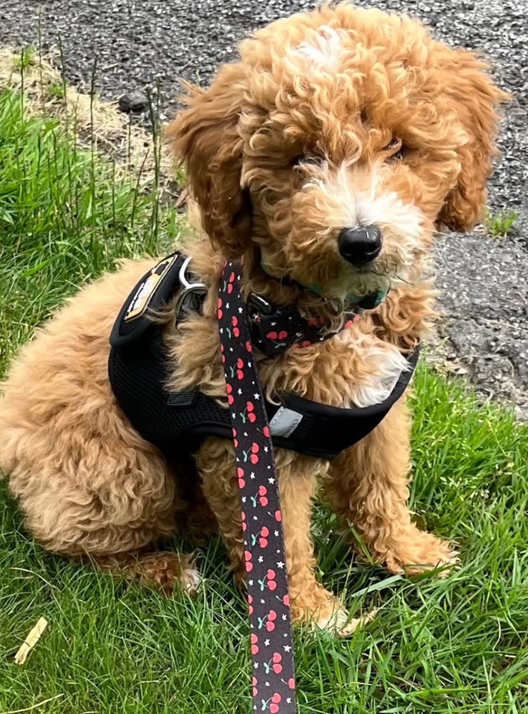 Cherries & Stars Leash