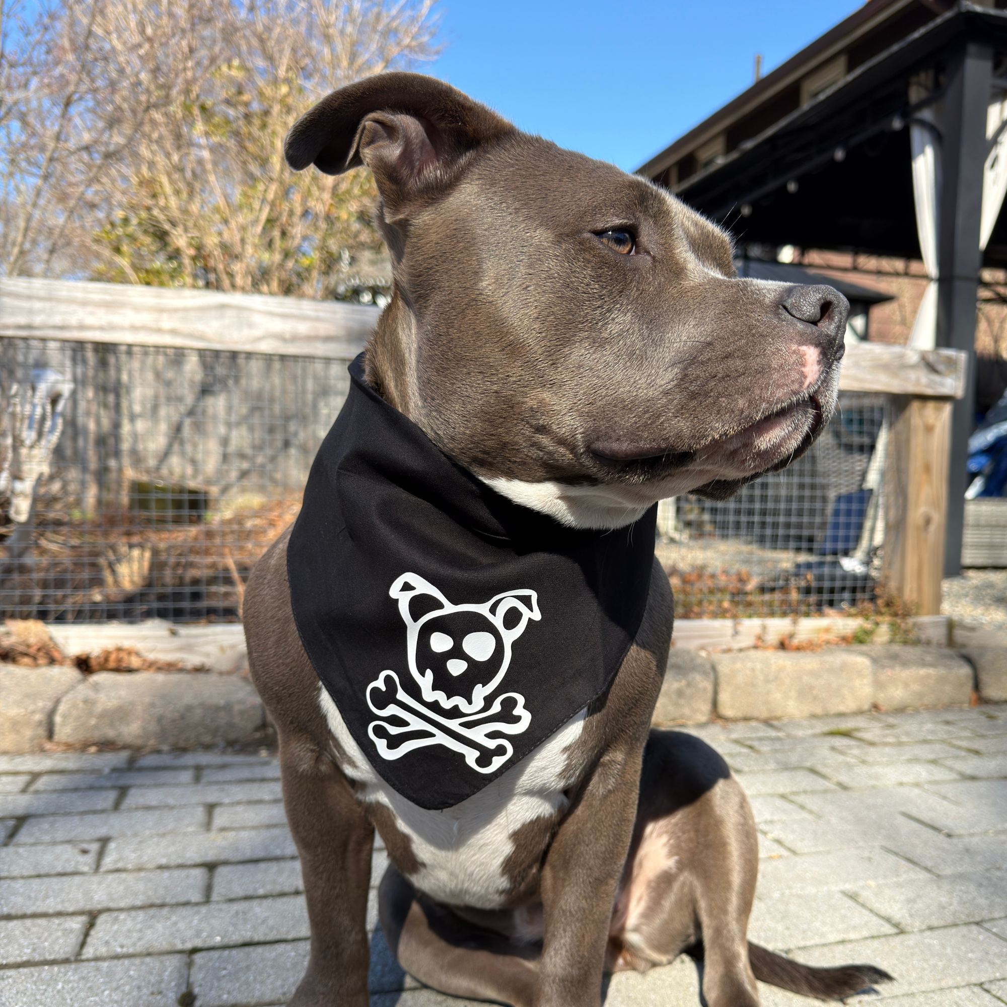 Skull & Dogbones Bandana