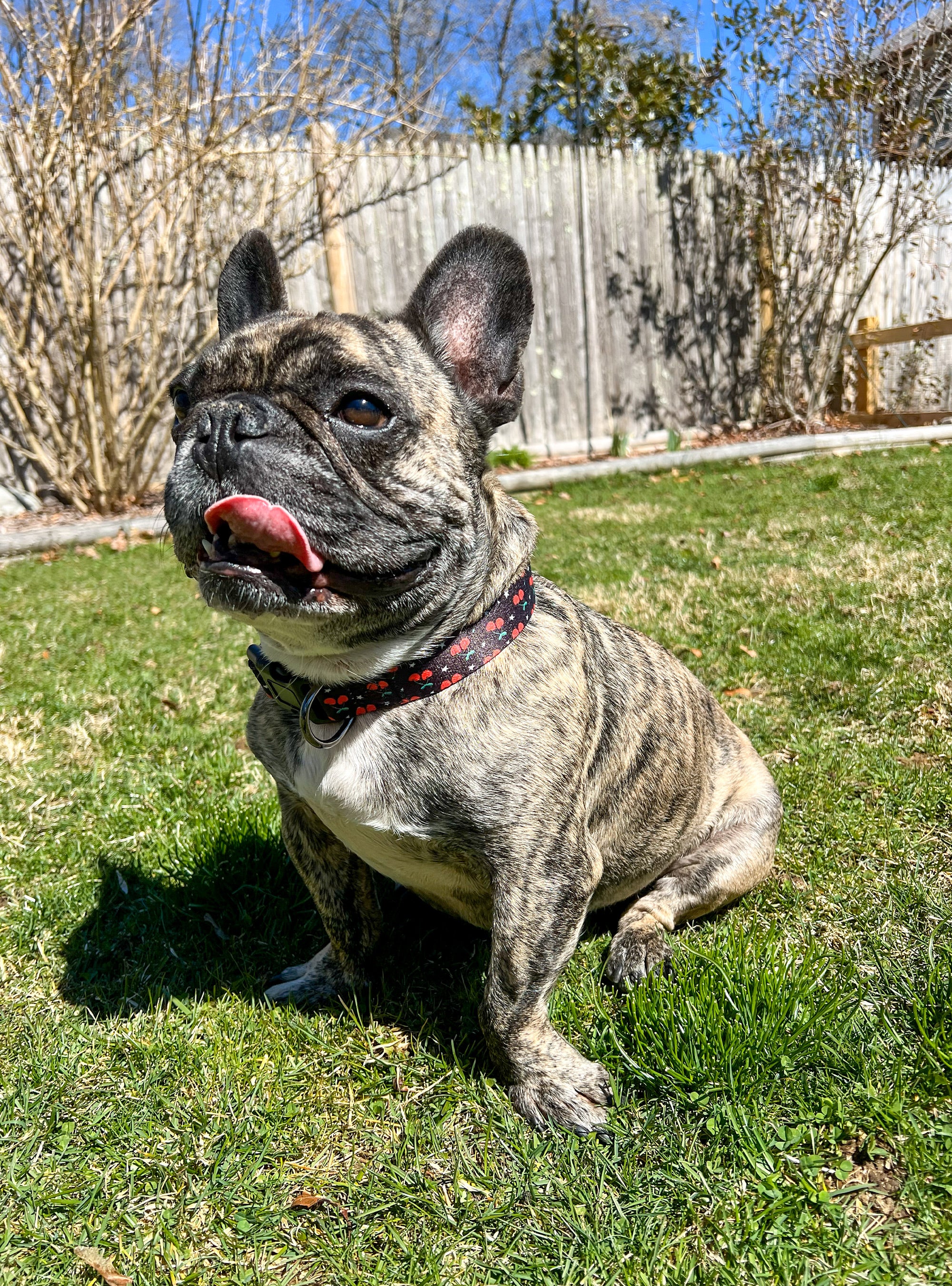 Cherries & Stars Collar