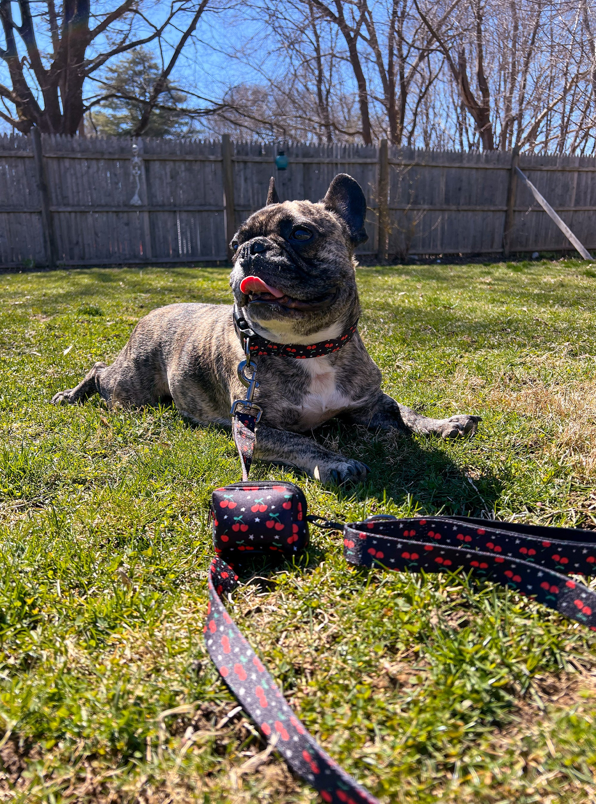 Cherries & Stars Ultimate Dog Bundle