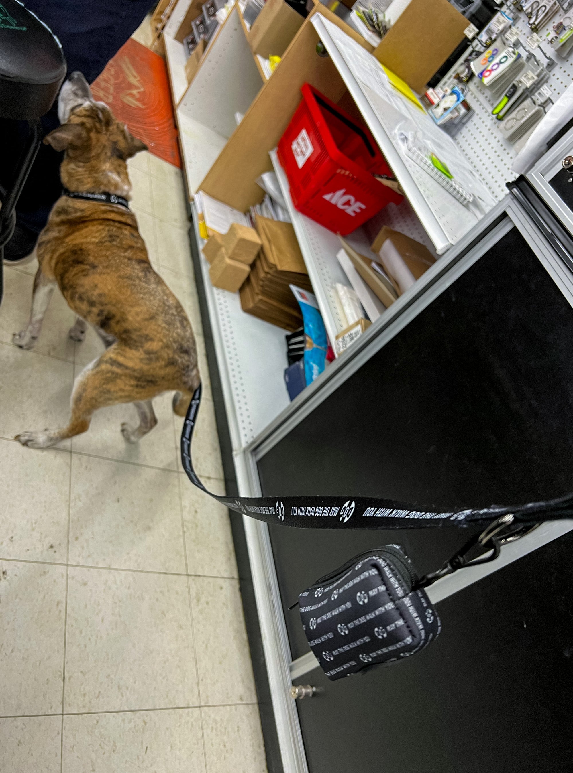 "DOG" Ultimate Dog Bundle