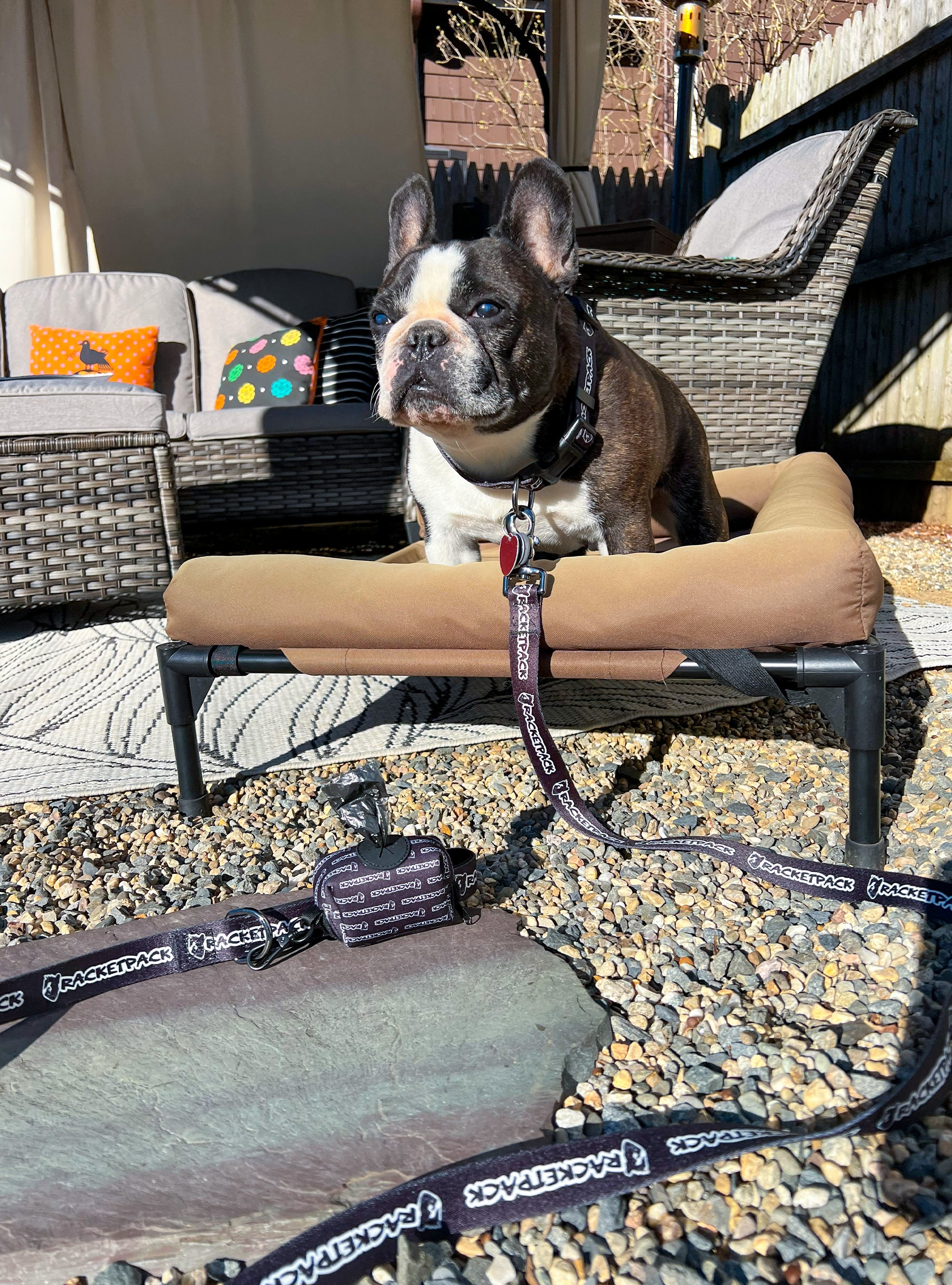 RACKETPACK Ultimate Dog Bundle