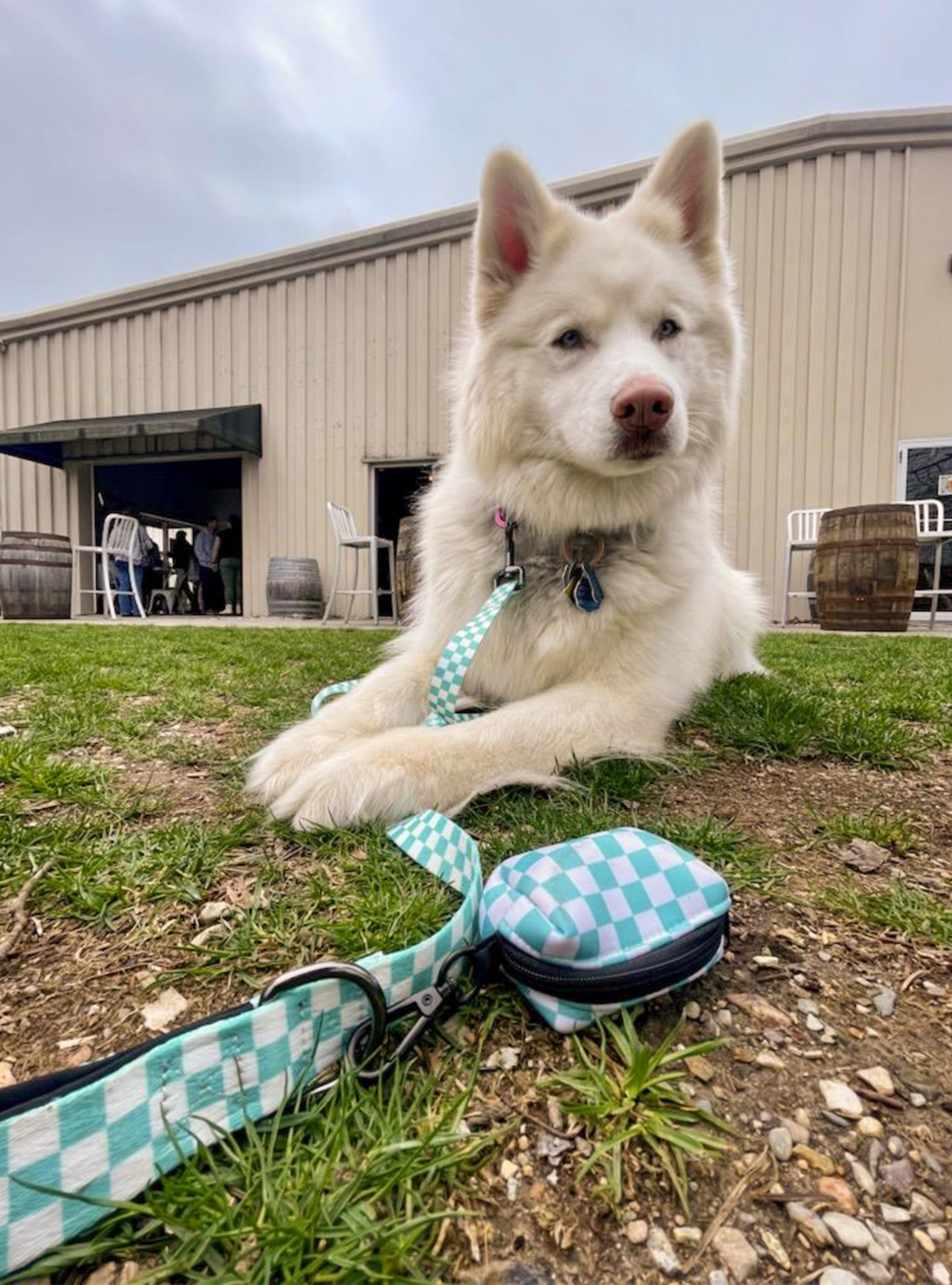 Checkerboard Ultimate Dog Bundle