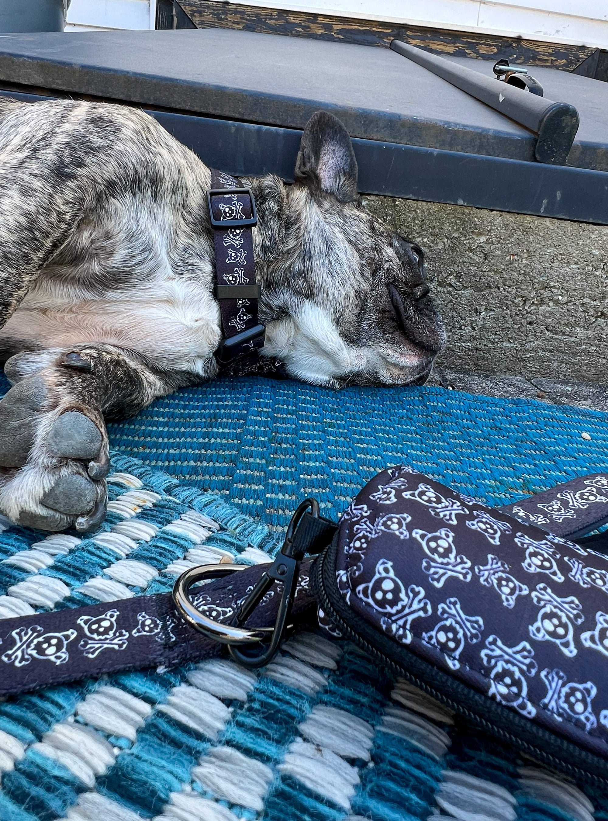 Skull & Dogbones Ultimate Dog Bundle